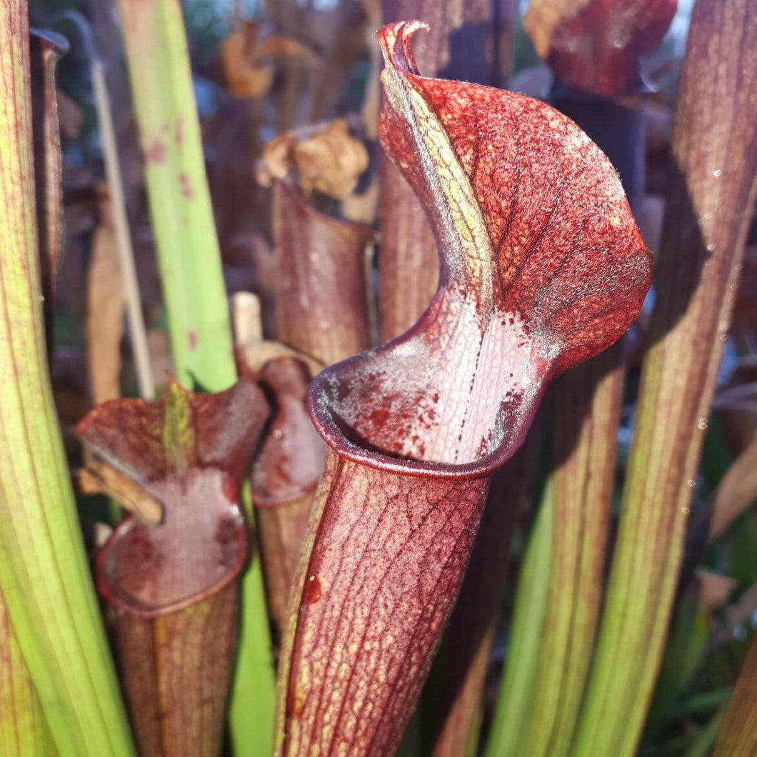 Sarracenia rubra 