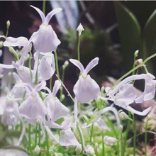Laden Sie das Bild in den Galerie-Viewer, Utricularia sandersonii
