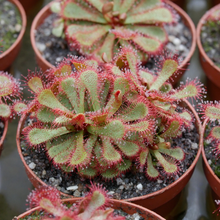 Load image into Gallery viewer, Drosera slackii
