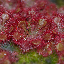 Load image into Gallery viewer, Drosera spatulata - Carniflor
