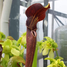 Load image into Gallery viewer, Sarracenia alata &quot;Stone County&quot;
