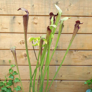 Sarracenia alata "Stone County"