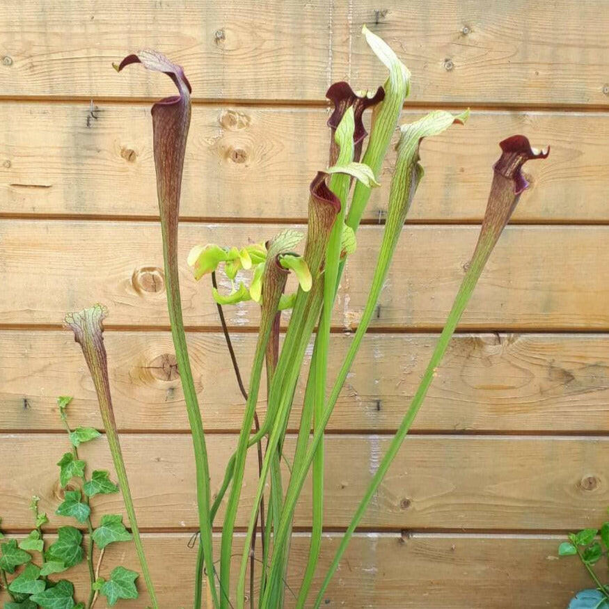 Sarracenia alata 