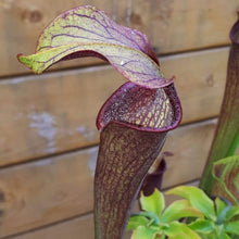 Load image into Gallery viewer, Sarracenia alata &quot;Stone County&quot;
