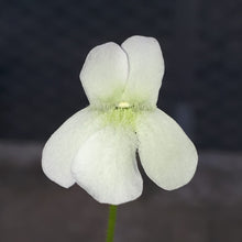 Laden Sie das Bild in den Galerie-Viewer, Pinguicula vallisneriifolia &quot;white flower&quot;

