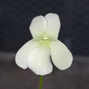 Pinguicula vallisneriifolia "white flower"