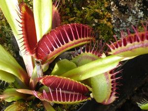 Dionaea muscipula (Typical)