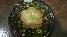 Load image into Gallery viewer, Pinguicula x &quot;Weser&quot;
