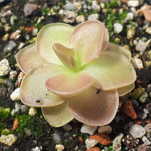Load image into Gallery viewer, Pinguicula x &quot;Weser&quot;
